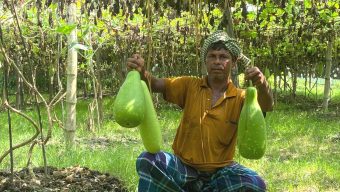 কমলগঞ্জে লাউ চাষে সফল ‘মজিদ বক্স’