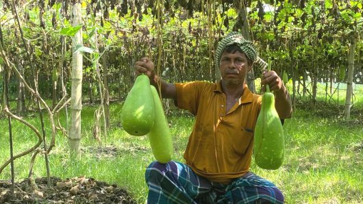 কমলগঞ্জে লাউ চাষে সফল ‘মজিদ বক্স’