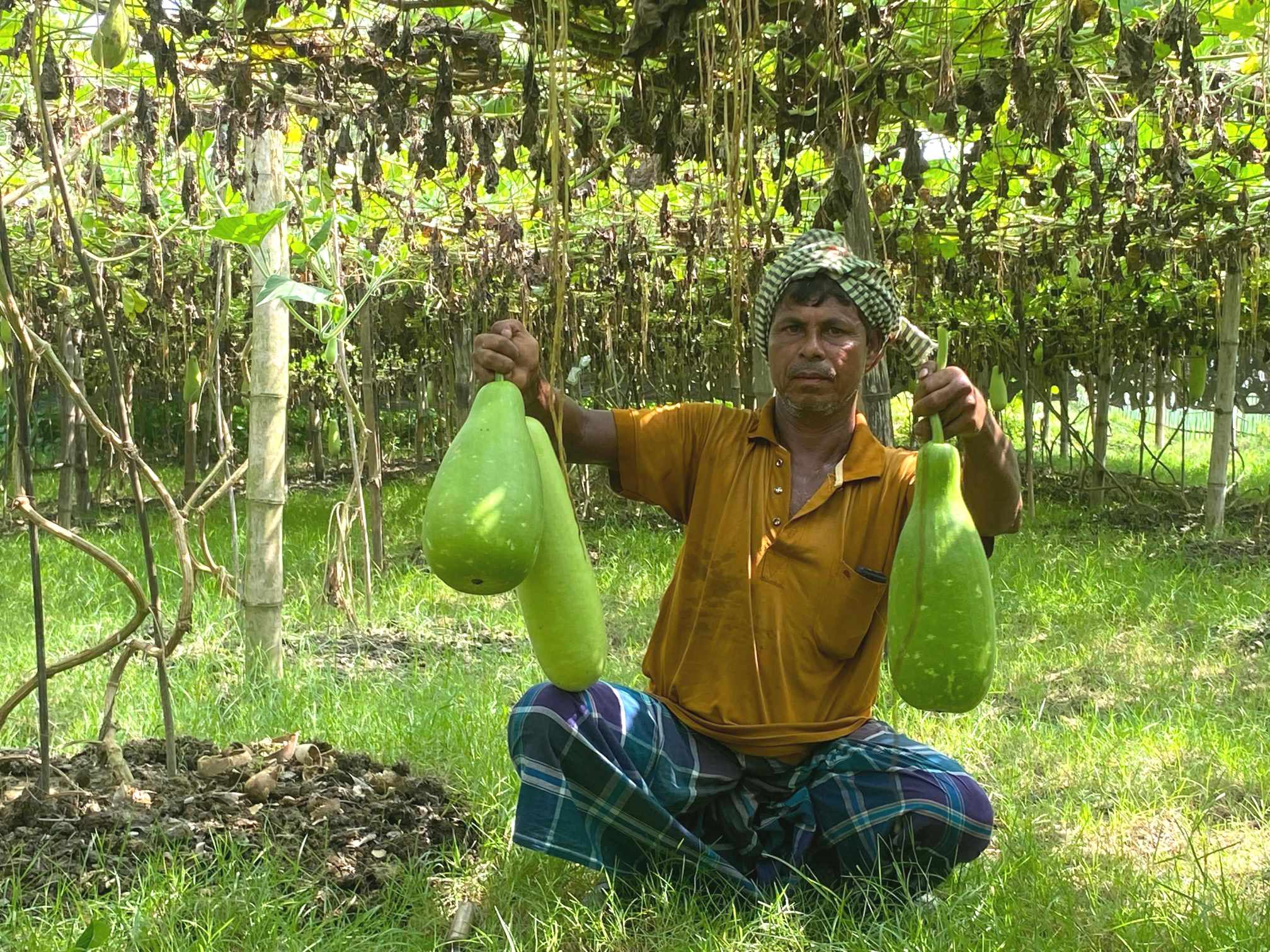 কমলগঞ্জে লাউ চাষে সফল ‘মজিদ বক্স’