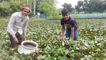 সিংড়ায় আগাম পানিফল সংগ্রহে ব্যস্ত কৃষক