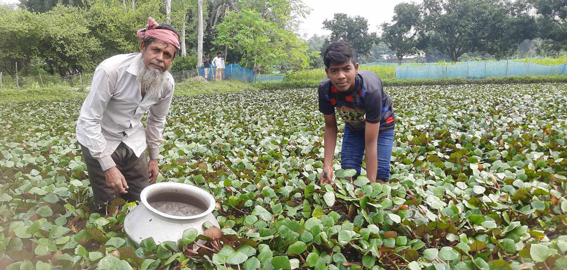 সিংড়ায় আগাম পানিফল সংগ্রহে ব্যস্ত কৃষক