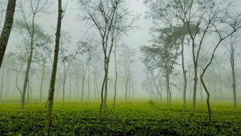 দেশের সর্বনিম্ন তাপমাত্রা শ্রীমঙ্গলে