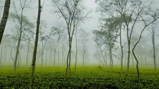 দেশের সর্বনিম্ন তাপমাত্রা শ্রীমঙ্গলে