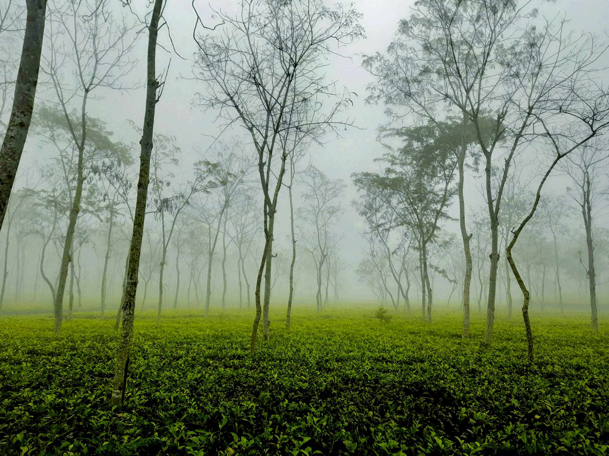 দেশের সর্বনিম্ন তাপমাত্রা শ্রীমঙ্গলে