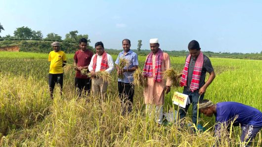 কমলগঞ্জে সার-কীটনাশক হীন ১১ জাতের বিদেশি ধান চাষাবাদে বাজিমাত কৃষক মোহন রবিদাস