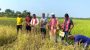 কমলগঞ্জে সার-কীটনাশক হীন ১১ জাতের বিদেশি ধান চাষাবাদে বাজিমাত কৃষক মোহন রবিদাস