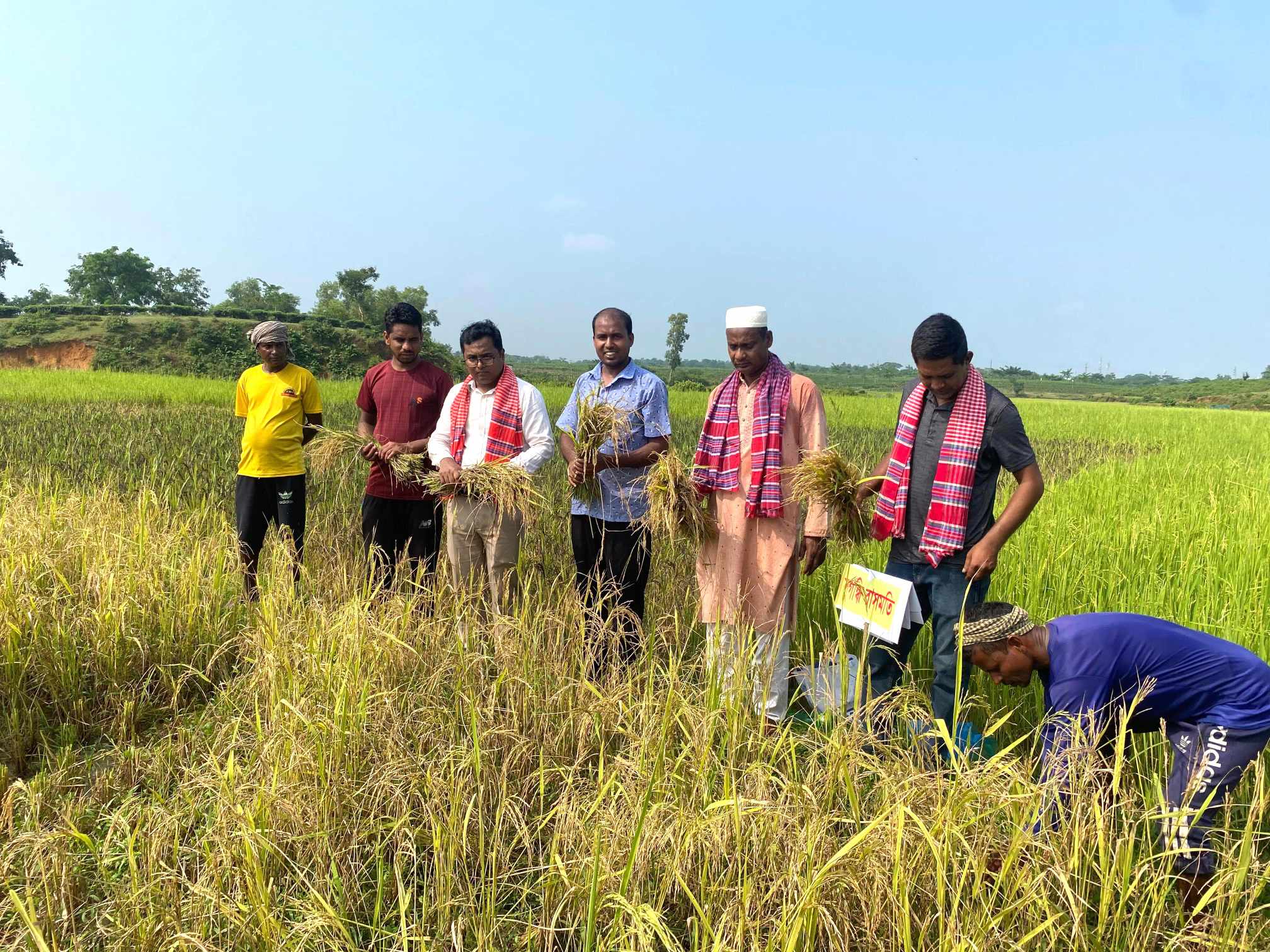 কমলগঞ্জে সার-কীটনাশক হীন ১১ জাতের বিদেশি ধান চাষাবাদে বাজিমাত কৃষক মোহন রবিদাস