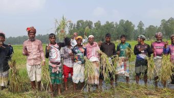 চলনবিলে আগাম জাতের আমন ধান কাটার ধুম        