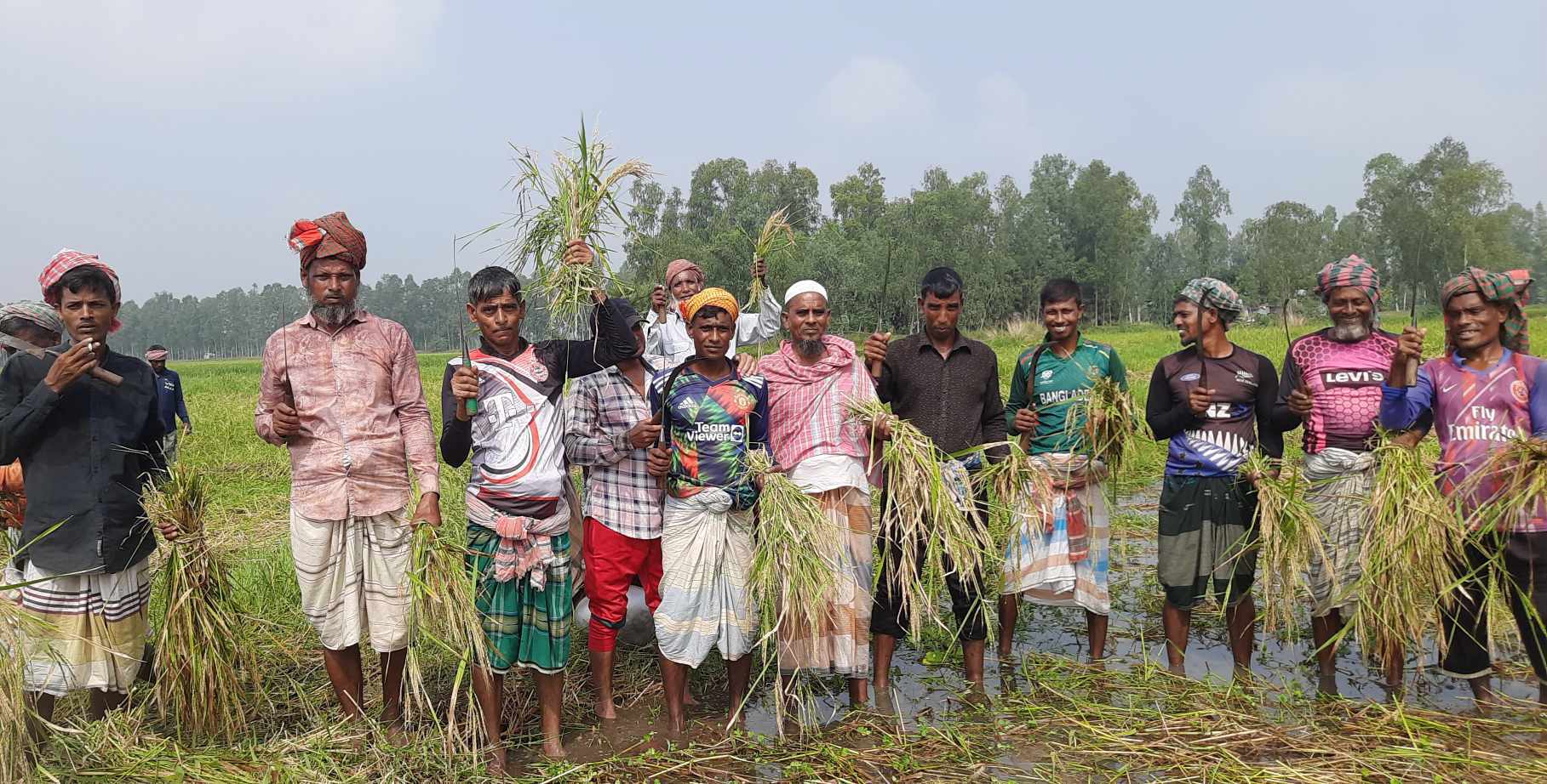 চলনবিলে আগাম জাতের আমন ধান কাটার ধুম        