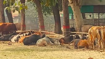 মধ্যনগরে ভারতীয় ৪০ গরু জব্দ, আটক ৪ চোরাকারবারি