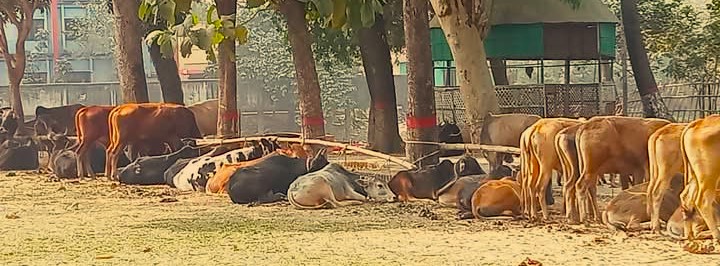 মধ্যনগরে ভারতীয় ৪০ গরু জব্দ, আটক ৪ চোরাকারবারি