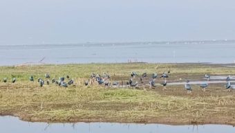 শ্রীমঙ্গলের হাইল হাওরের বাইক্কা বিল এখন বিভিন্ন প্রজাতির পাখির কিচির-মিচির শব্দে মুখরিত