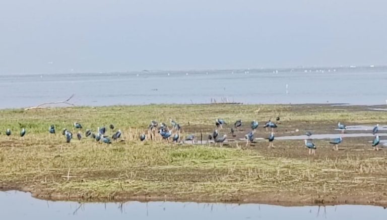 শ্রীমঙ্গলের হাইল হাওরের বাইক্কা বিল এখন বিভিন্ন প্রজাতির পাখির কিচির-মিচির শব্দে মুখরিত