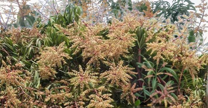 চলনবিলের গাছে গাছে আগাম আমের মুকুল