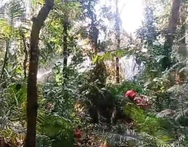 দিনাজপুরে সিংড়া শালবনে আগুন, পুড়েছে ১৭ একরের ছোট গাছ।