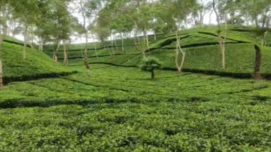 দেশের ৫ম অবস্থানে বাঁশখালীর বৈলগাঁও চা-বাগান বাঁশখালীর চা-বাগান সড়কটির নাজুক অবস্থা