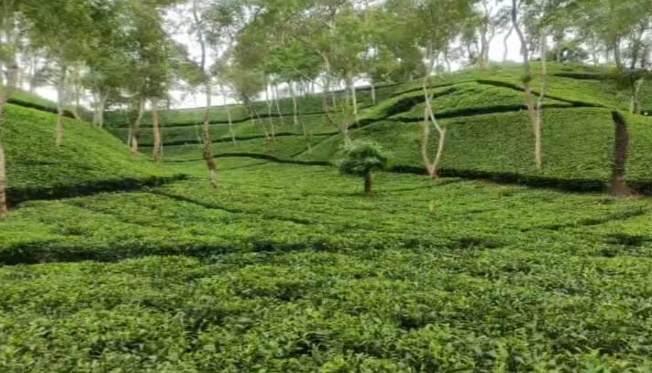 দেশের ৫ম অবস্থানে বাঁশখালীর বৈলগাঁও চা-বাগান বাঁশখালীর চা-বাগান সড়কটির নাজুক অবস্থা