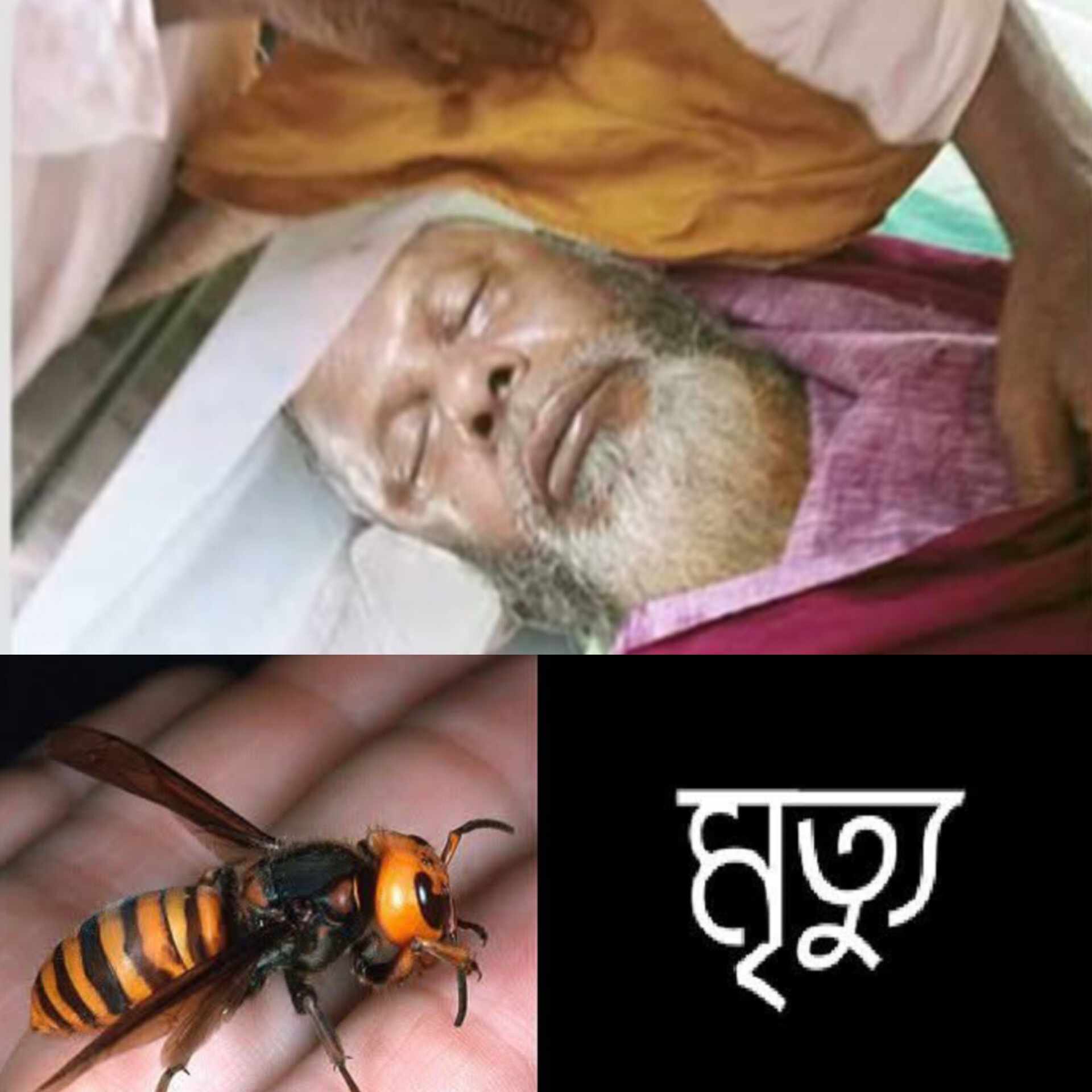 উলিপুরে ভিমরুলের কামড়ে এক বৃদ্ধের মৃত্যু