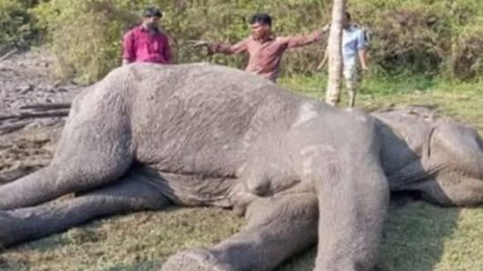 বাঁশখালীতে এলাকাবাসির সহায়তায় মৃত্যুর কুপ থেকে ফিরে এলো বন্যহাতি