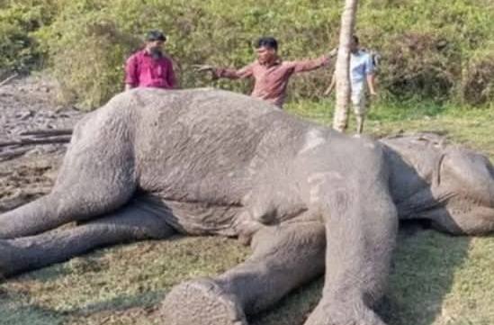 বাঁশখালীতে এলাকাবাসির সহায়তায় মৃত্যুর কুপ থেকে ফিরে এলো বন্যহাতি