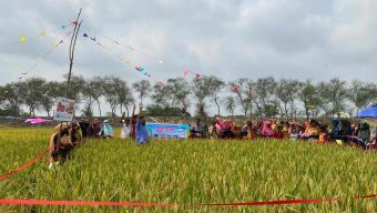 খুলনা হাইব্রিড হীরা ধান -৯ জাতের বাম্পার ফলন    