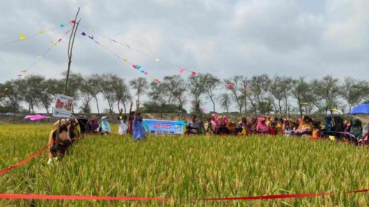 খুলনা হাইব্রিড হীরা ধান -৯ জাতের বাম্পার ফলন    