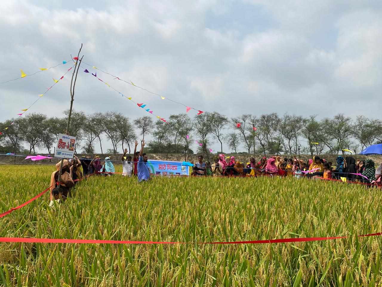 খুলনা হাইব্রিড হীরা ধান -৯ জাতের বাম্পার ফলন    