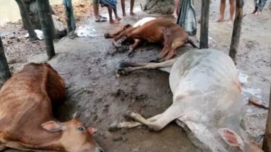 মনপুরায় বজ্রপাতে ৬ গরুর মৃত্যু