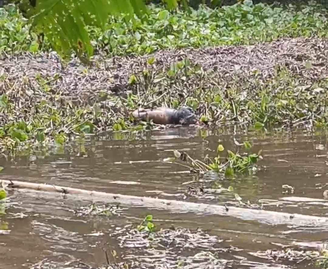 রাজবাড়ী সদরে পুকুর থেকে অজ্ঞাতপরিচয় এক পুরুষ ব্যক্তির মরদেহ উদ্ধার করেছে পুলিশ