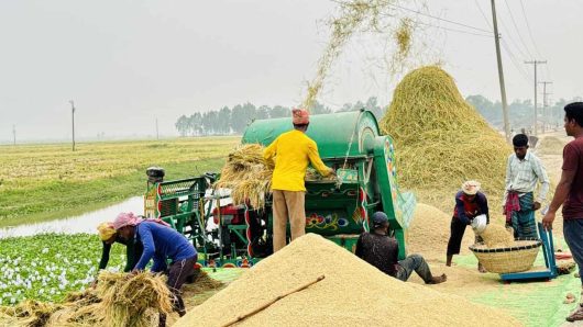 ফলন ও দামে খুশি চলনবিলের কৃষক