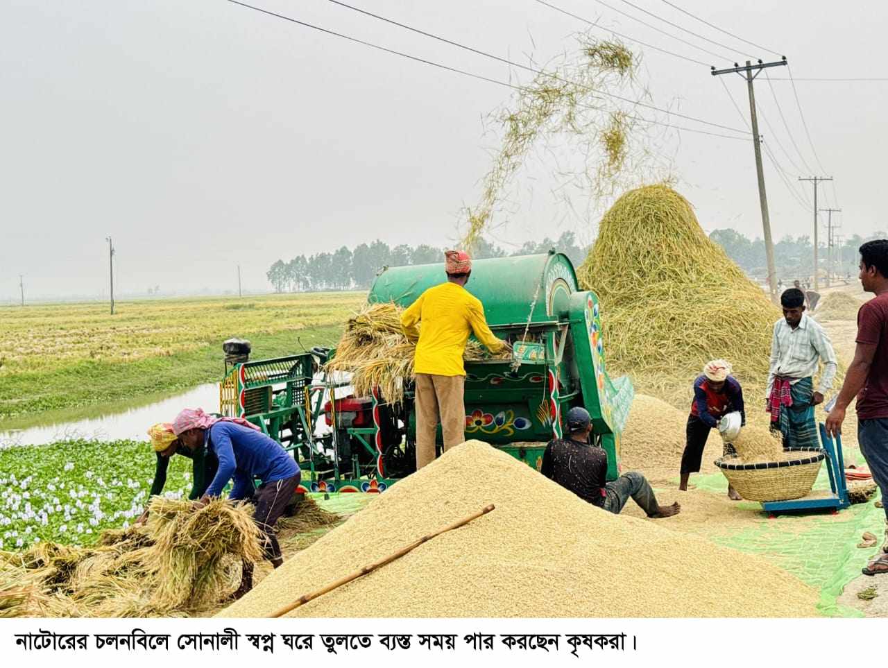 ফলন ও দামে খুশি চলনবিলের কৃষক