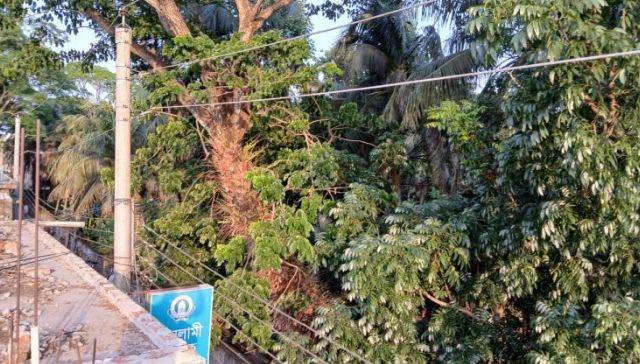 মনপুরা উপজেলার সড়কে ঝুঁকিপূর্ণ গাছ নিয়ে বিপর্যয়ের আশঙ্কা, মনপুরা থানার দৃষ্টি কামনা!