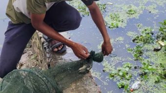 দুয়ারি কিং জালের প্রভাবে দেশিয় মাছ বিলুপ্তির দিকে জীবিকা নির্বাহকারী জেলারা হতাশ।
