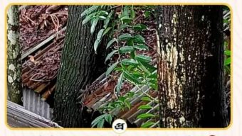 প্রতিহিংসায় গাছ কাটতে নারাজ প্রতিবেশী,মৃত্যু ঝুঁকিতে সাংবাদিক পরিবারের বসবাস.!