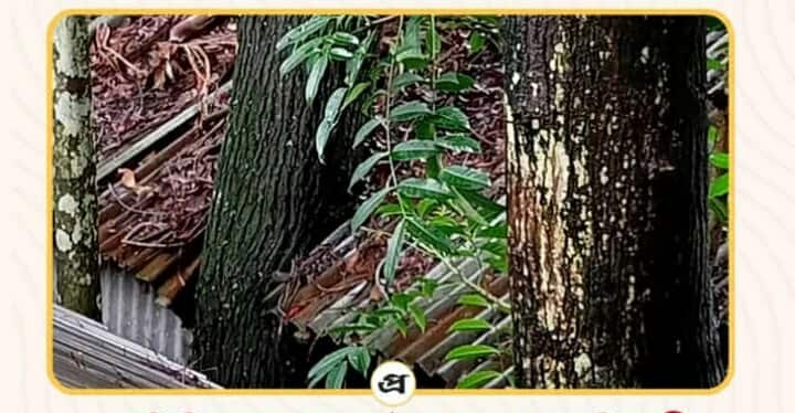 প্রতিহিংসায় গাছ কাটতে নারাজ প্রতিবেশী,মৃত্যু ঝুঁকিতে সাংবাদিক পরিবারের বসবাস.!
