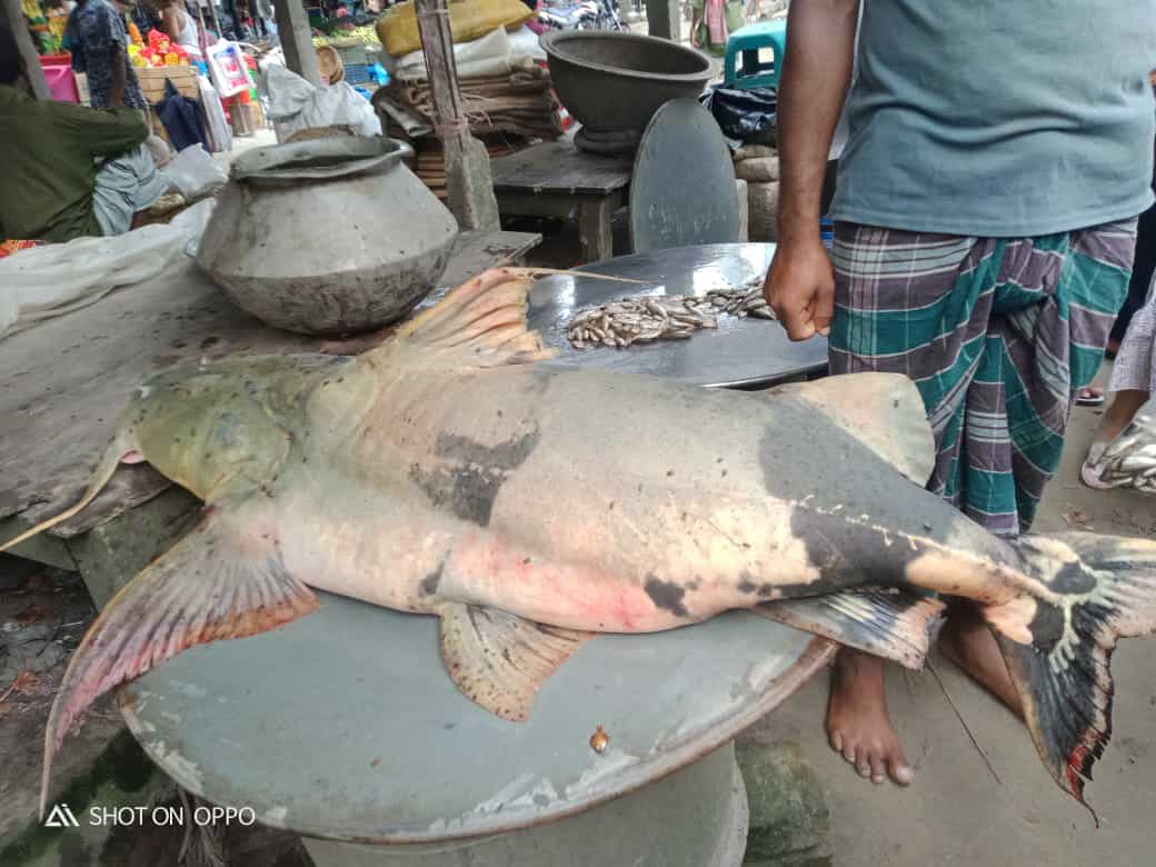 চরভদ্রাসনে পদ্মায় ধরা পড়েছে ৪২ কেজি ওজনের মহাবিপন্ন বাঘাইড় মাছ।