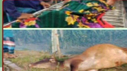 কোটচাঁদপুরে ড্রাগন বাগানের বিদ্যুৎস্পৃষ্টে গরু সহ ১ জনের মৃ\ত্যু ও আহত হয় একজন।
