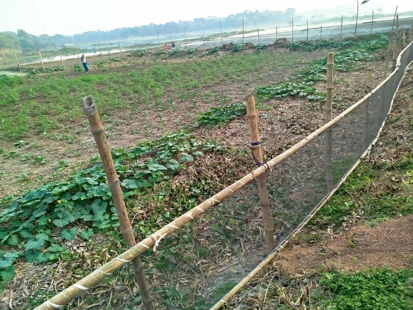 পূবাইলে ব্যবসায়ীর কাছে চাঁদা না পেয়ে এগ্রো প্রজেক্টে হামলা,কর্মচারীকে মারধর