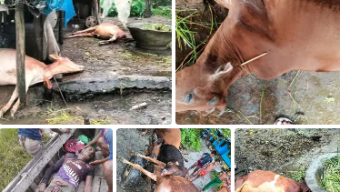 মনপুরায় বজ্রপাত কাঁকড়া শিকারীর মৃত্যু সহ ৮ গরু মহিষের মৃত্যু!
