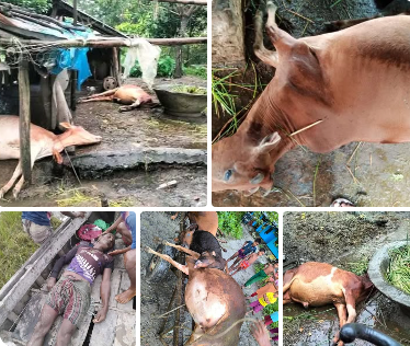 মনপুরায় বজ্রপাত কাঁকড়া শিকারীর মৃত্যু সহ ৮ গরু মহিষের মৃত্যু!