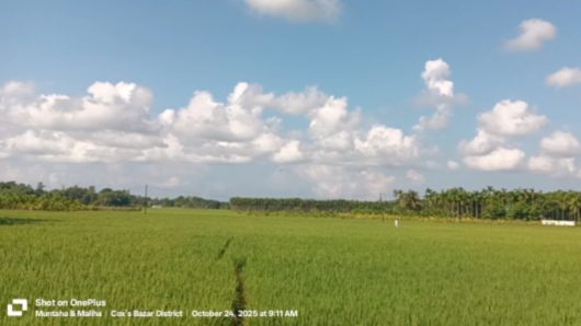 উখিয়ায় ধানের বাম্পর ফলন, কৃষকের মুখে হাসি
