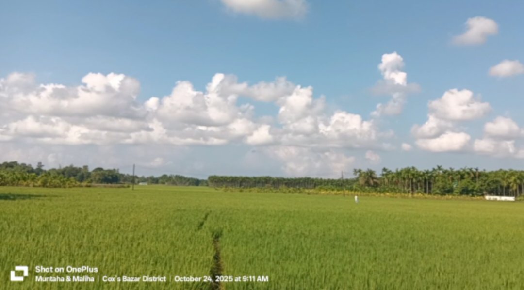 উখিয়ায় ধানের বাম্পর ফলন, কৃষকের মুখে হাসি