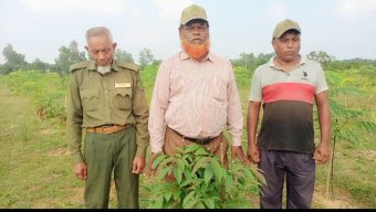 ফলজ, বনজ ও ঔষধি গাছের বাগানের এক অনন্য নিদর্শন নবাবগঞ্জের হরিপুর বিট