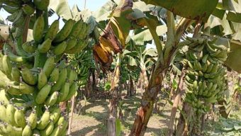 রংপুরের সাগর কলা রপ্তানিতে নেই ন্যায্য দাম