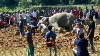 উখিয়ায় বিদ্যুৎ ফাঁদে বন্যহাতি নিহত: অভিযুক্ত ধানচাষি পলাতক