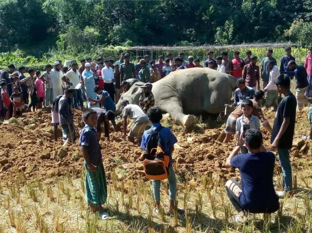 উখিয়ায় বিদ্যুৎ ফাঁদে বন্যহাতি নিহত: অভিযুক্ত ধানচাষি পলাতক