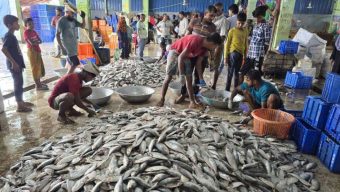 আজ থেকে ৮ মাস জাটকা শিকারে নিষেধাজ্ঞায় থাকছে মনপুরার চরপিয়ল পর্যন্ত