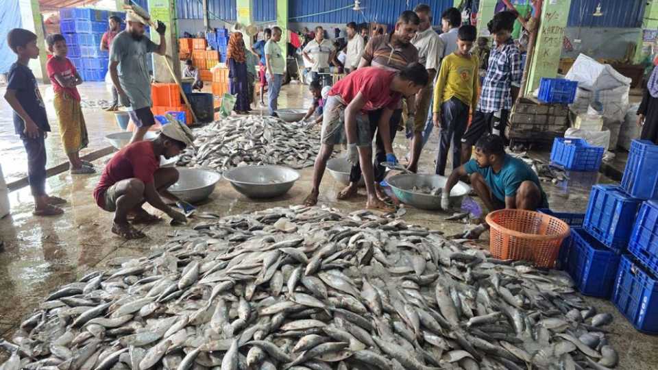 আজ থেকে ৮ মাস জাটকা শিকারে নিষেধাজ্ঞায় থাকছে মনপুরার চরপিয়ল পর্যন্ত