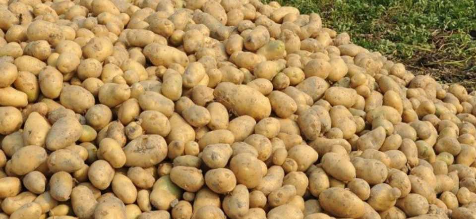 আলুর কম মূল্যে মাথায় হাত উত্তরের কৃষকের