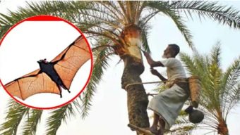 ৩৫ জেলায় নিপাহ ভাইরাসের সংক্রমণ, খেজুরের রস নিয়ে সতর্কবার্তা